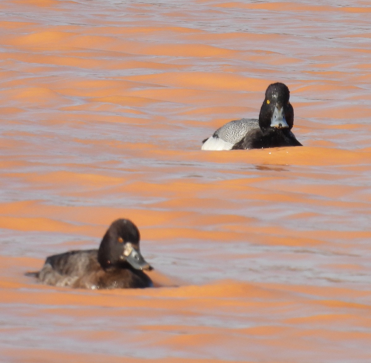 Lesser Scaup - Jeffrey Blalock