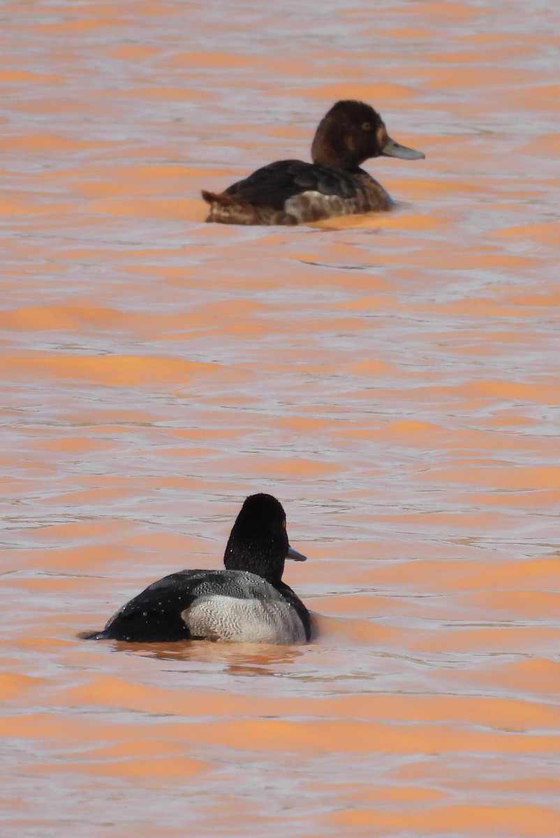 Lesser Scaup - Jeffrey Blalock