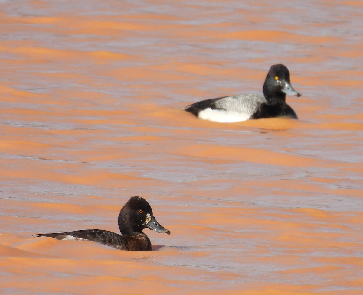 Lesser Scaup - Jeffrey Blalock