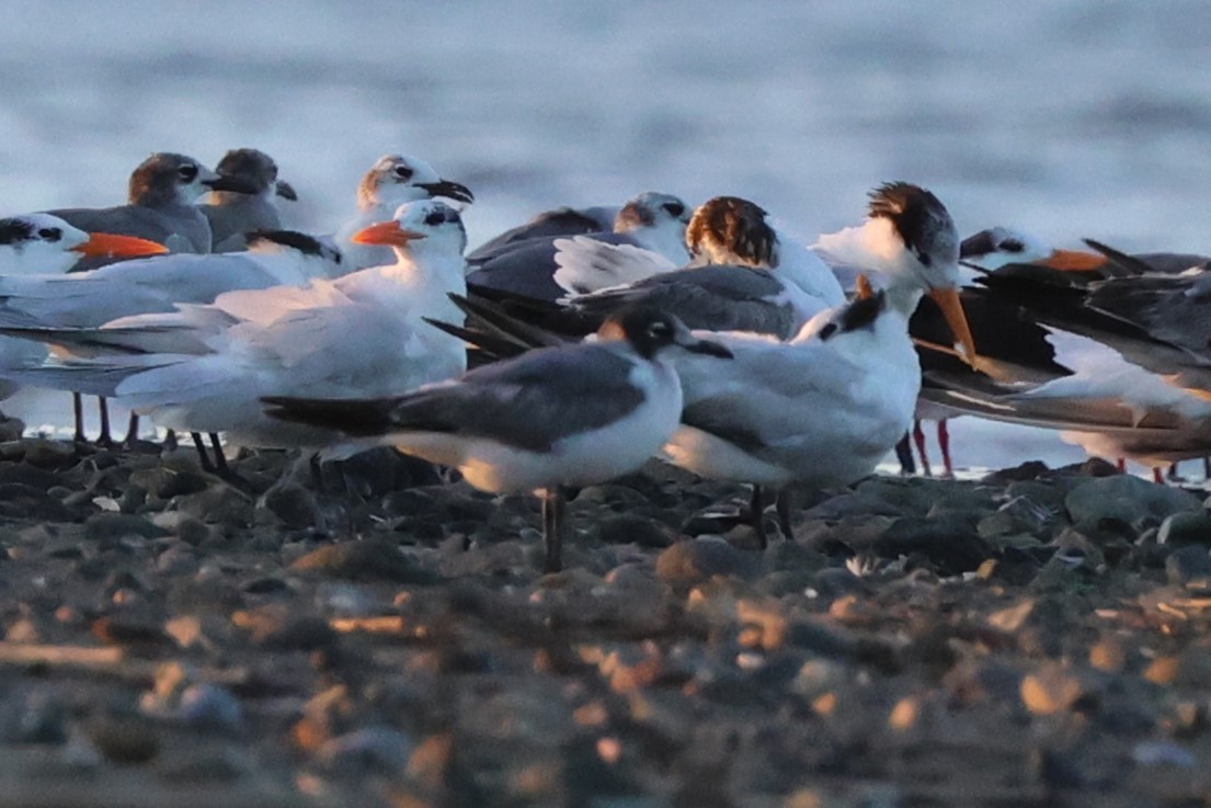 Franklin's Gull - ML614851937