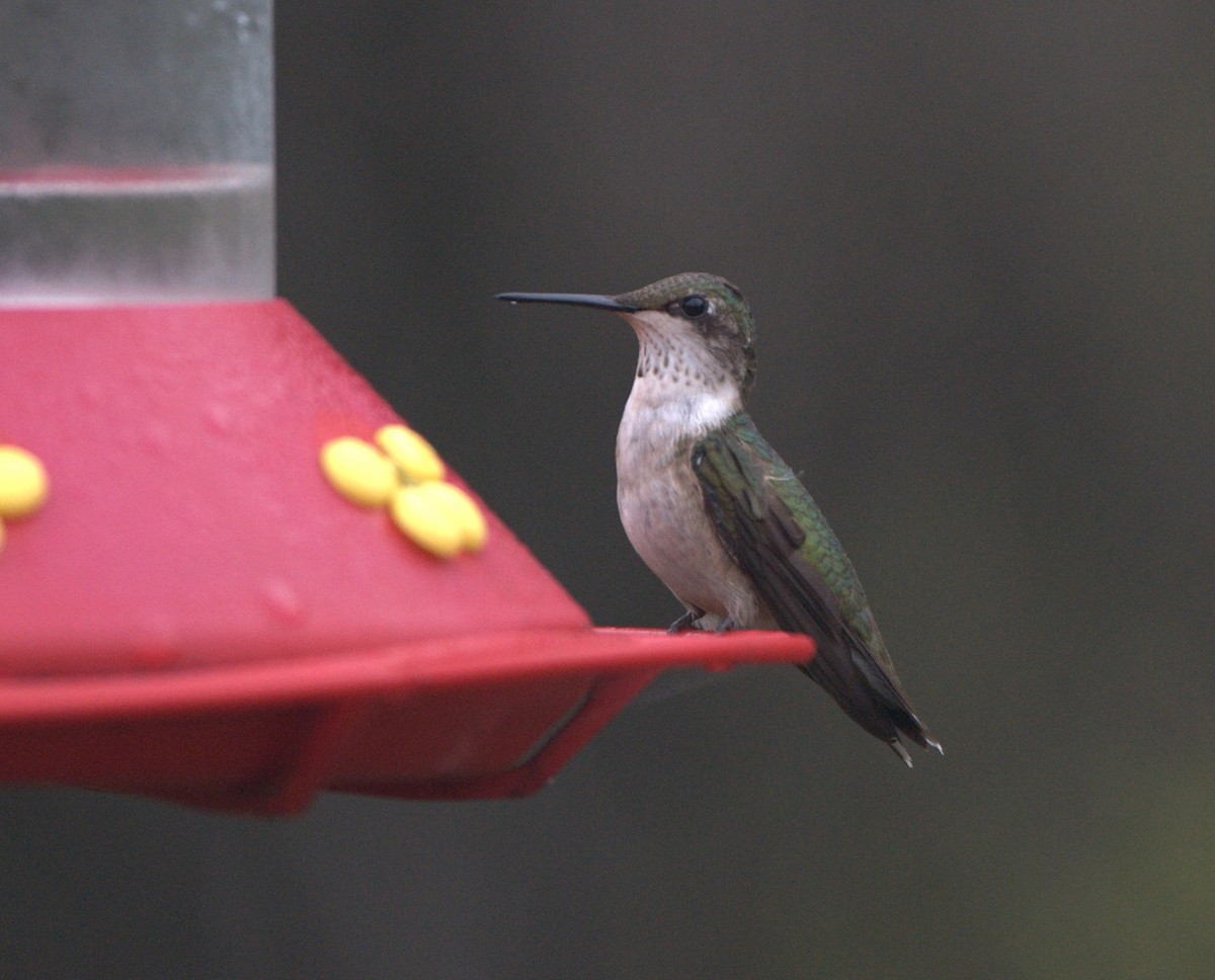 Ruby-throated Hummingbird - ML614851938