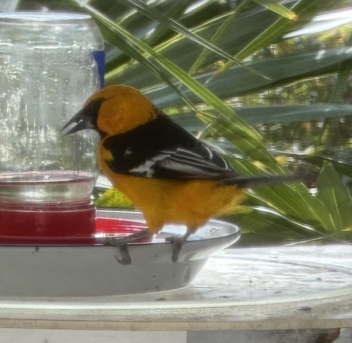 Altamira Oriole - ML614851940