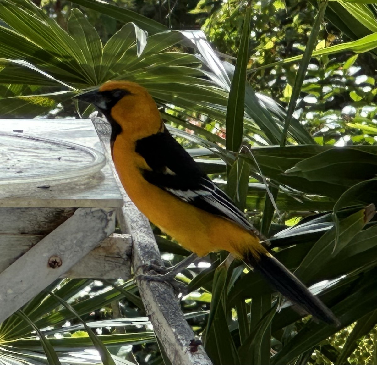 Altamira Oriole - ML614851942