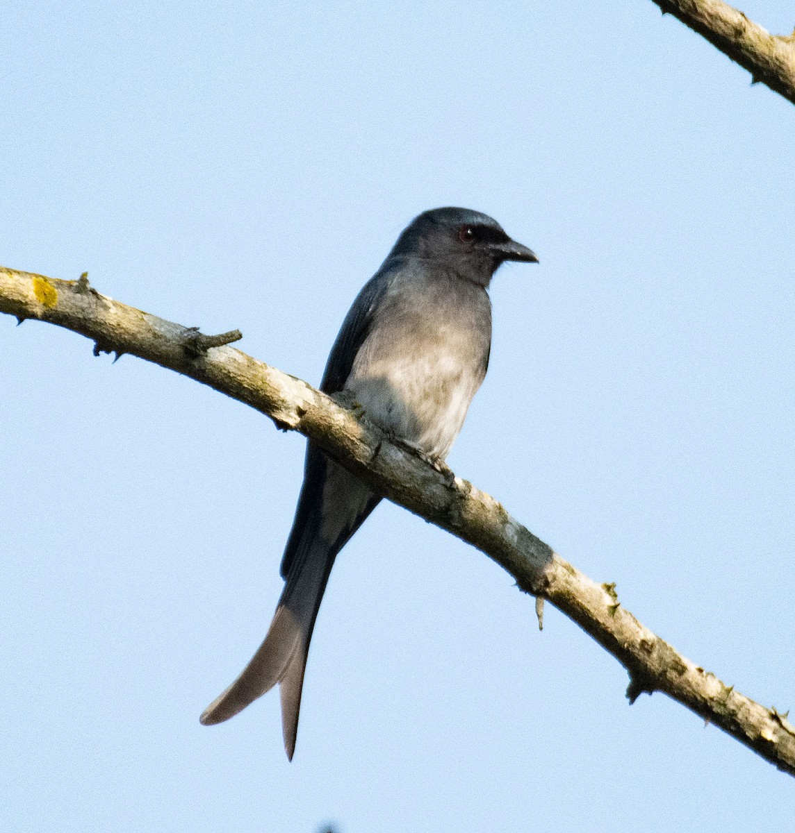White-bellied Drongo - ML614851976