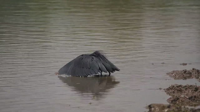 volavka černá - ML614851990