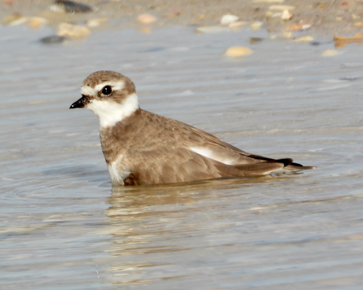 Semipalmated Plover - ML614852052