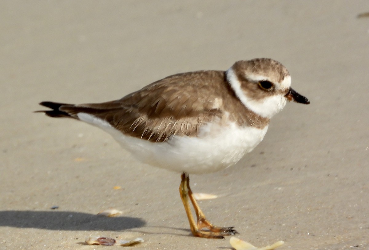 Semipalmated Plover - ML614852054