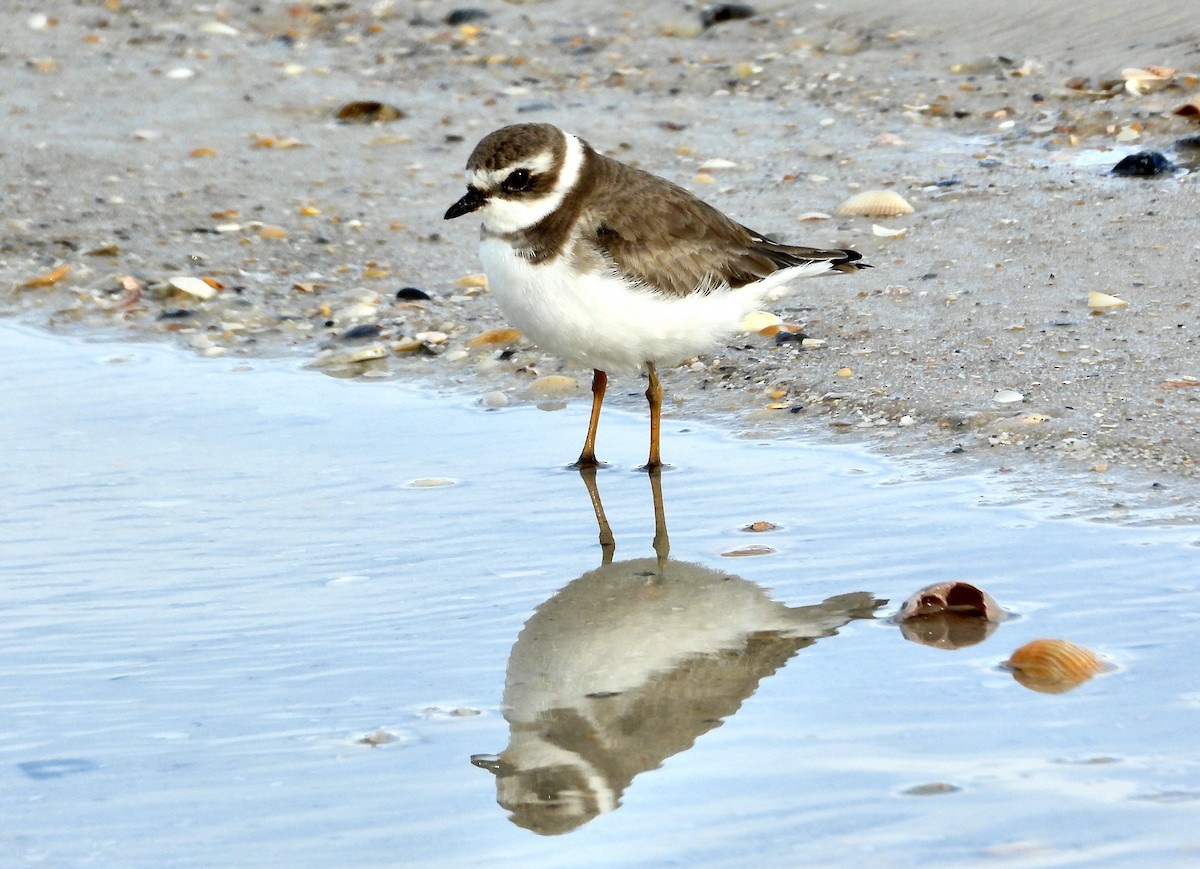 Semipalmated Plover - ML614852056