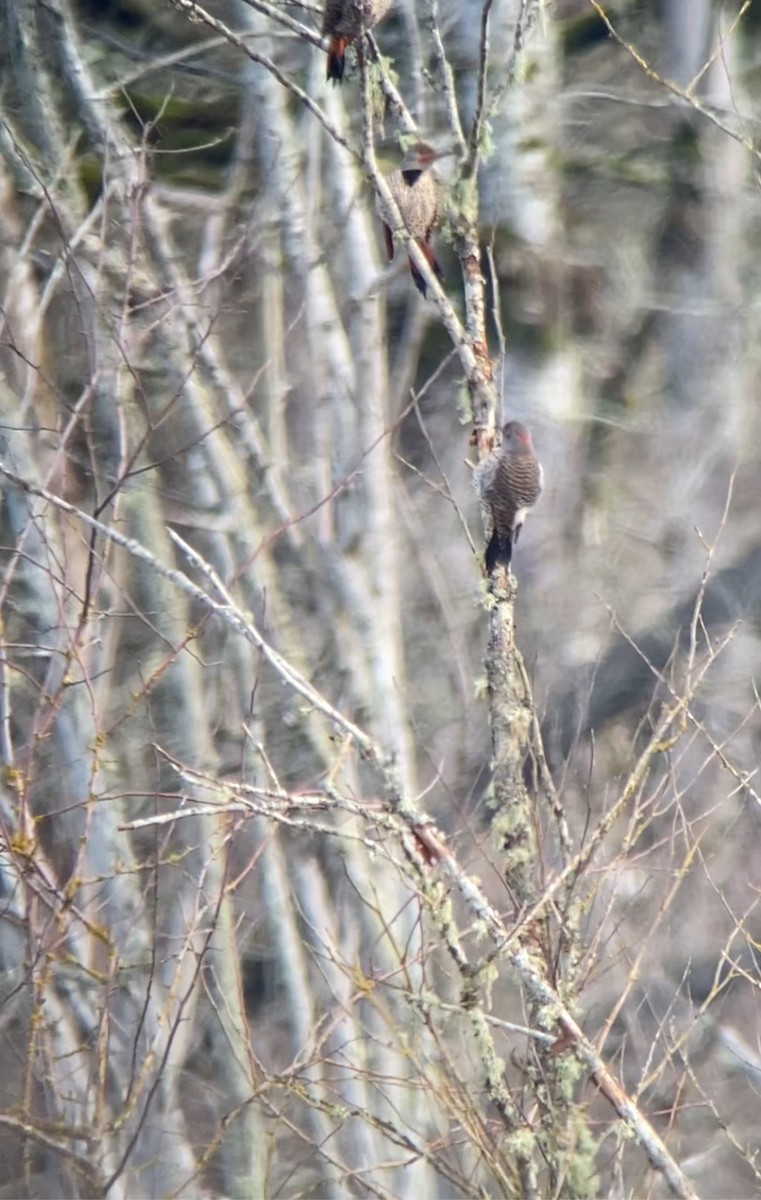 Northern Flicker (Yellow-shafted x Red-shafted) - ML614852067