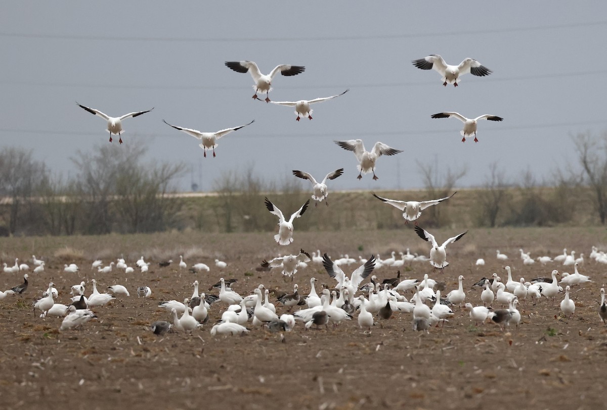 Snow Goose - ML614852072