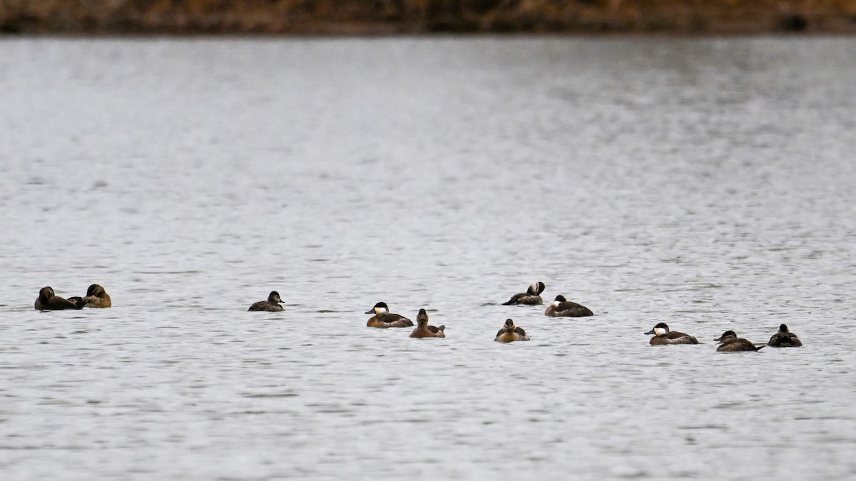 Ruddy Duck - ML614852119