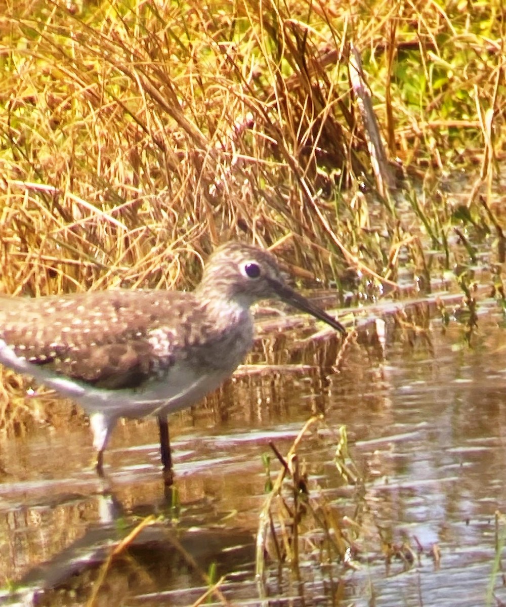 Solitary Sandpiper - Ken Blackshaw