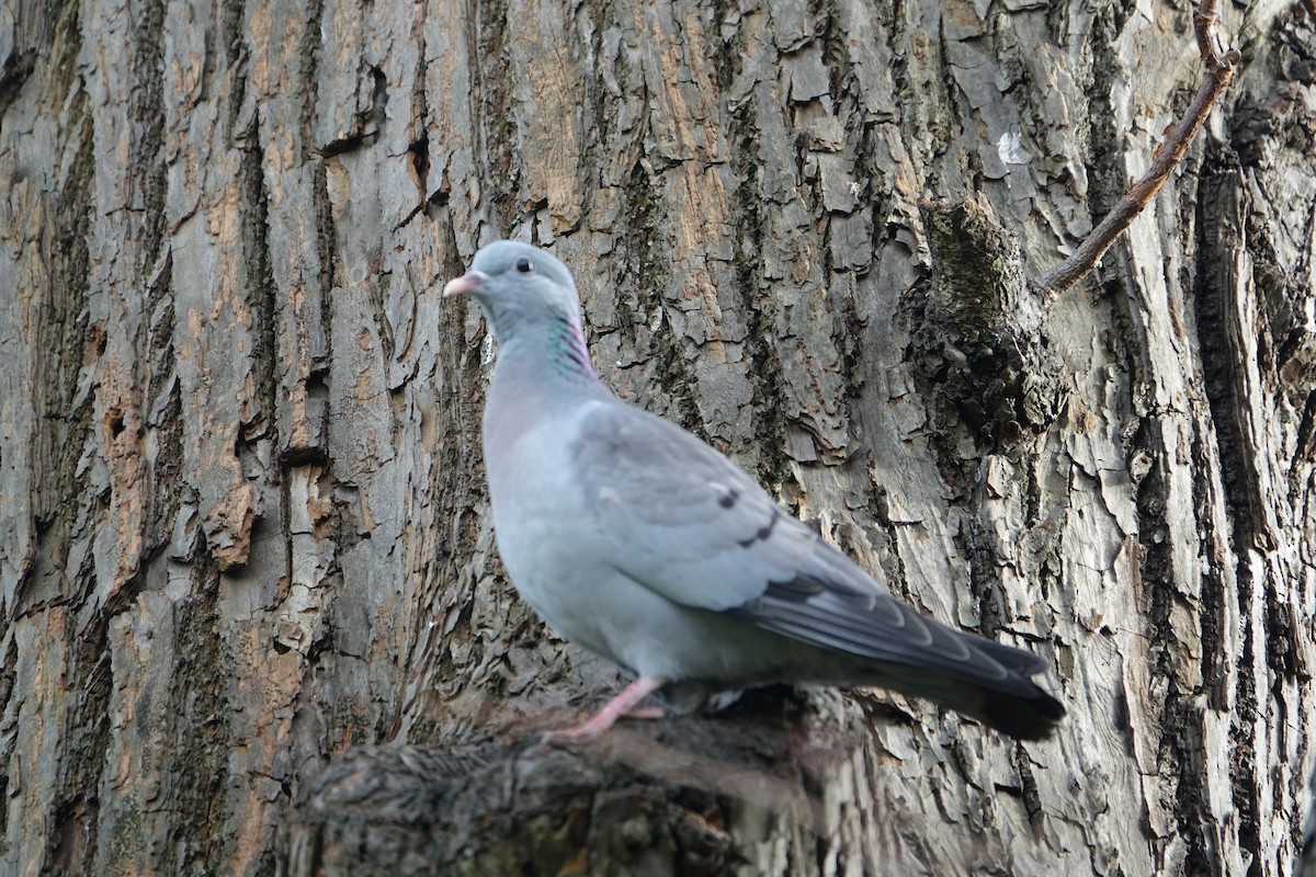 Хүнхэл тагтаа - ML614852252