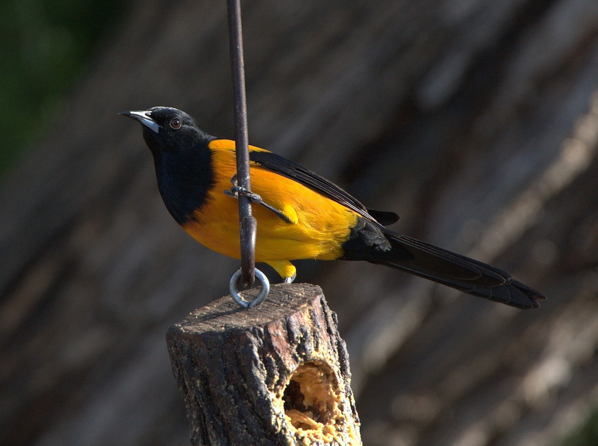 Black-vented Oriole - Leslie Holzmann