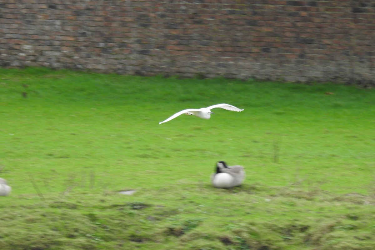 Little Egret - ML614852341