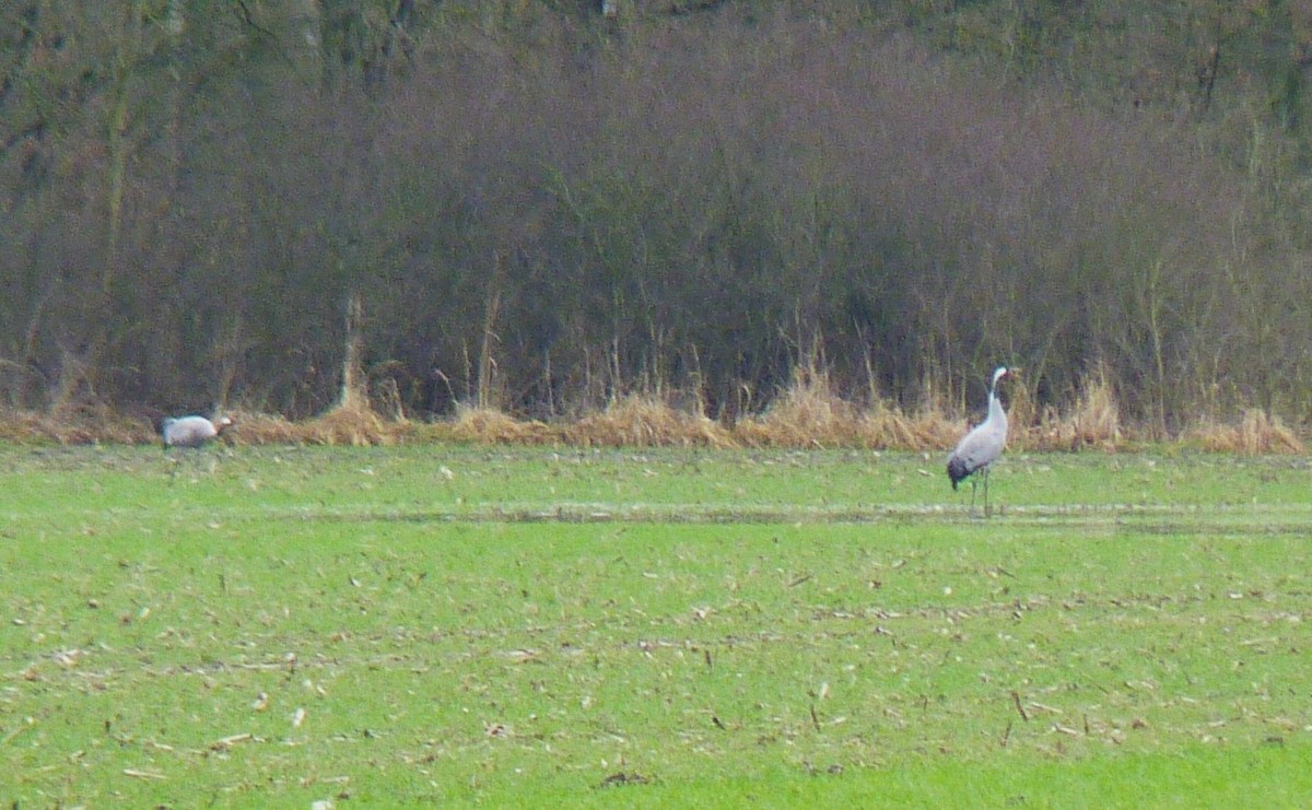 Common Crane - ML614852381