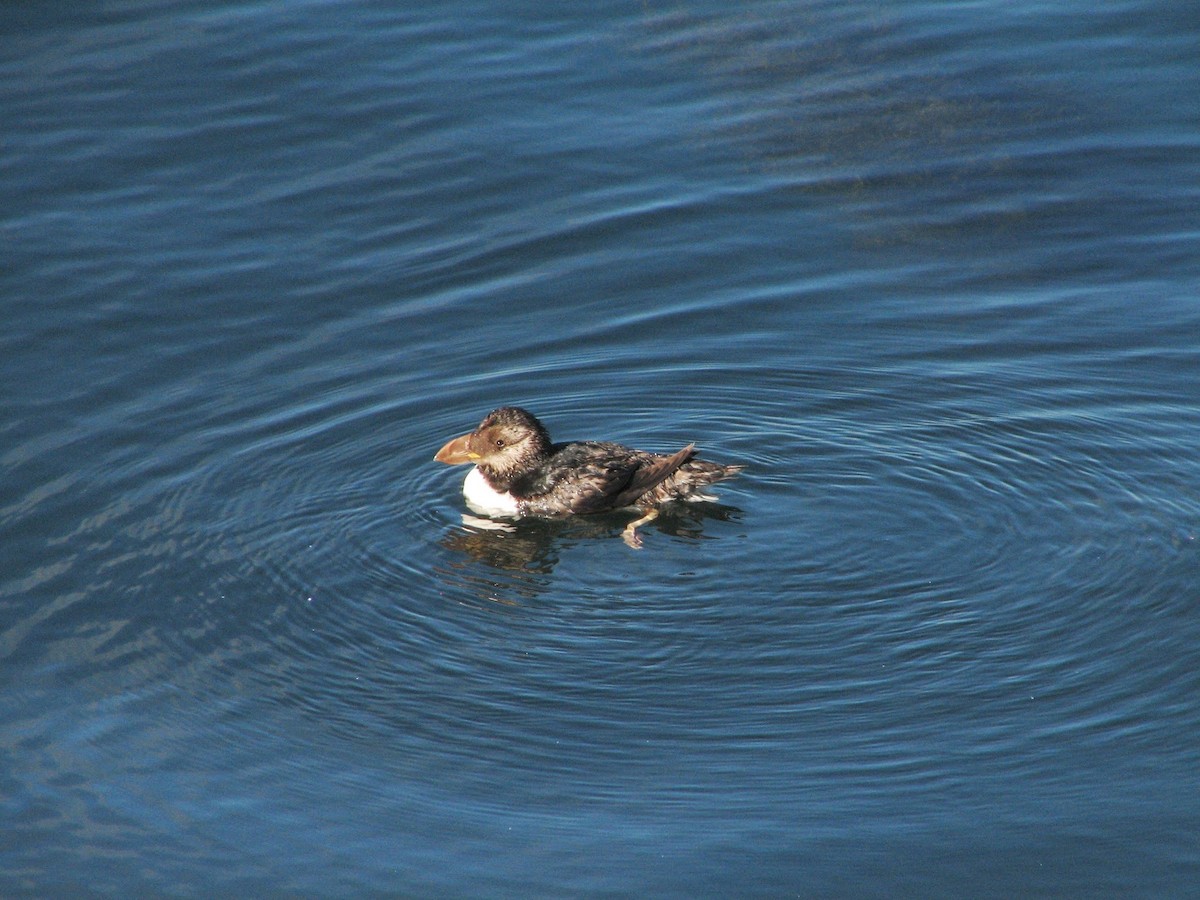 Horned Puffin - ML614852383