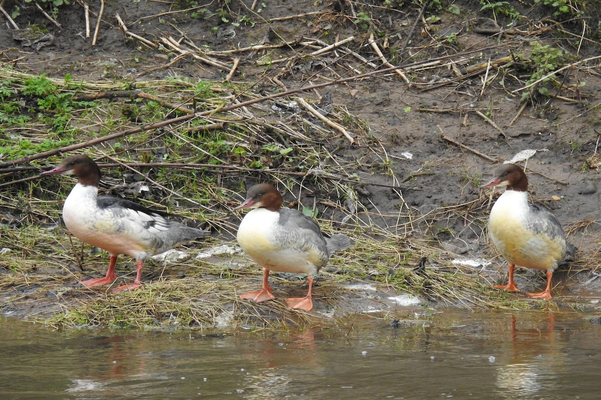 Common Merganser - ML614852386