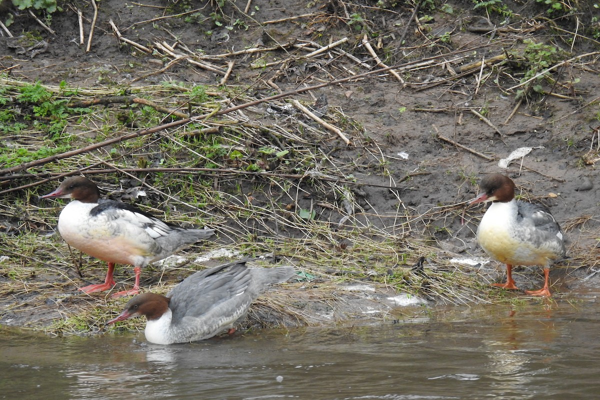 Common Merganser - ML614852391