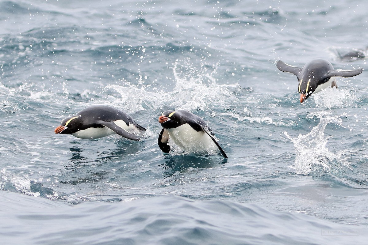 Erect-crested Penguin - ML614852500