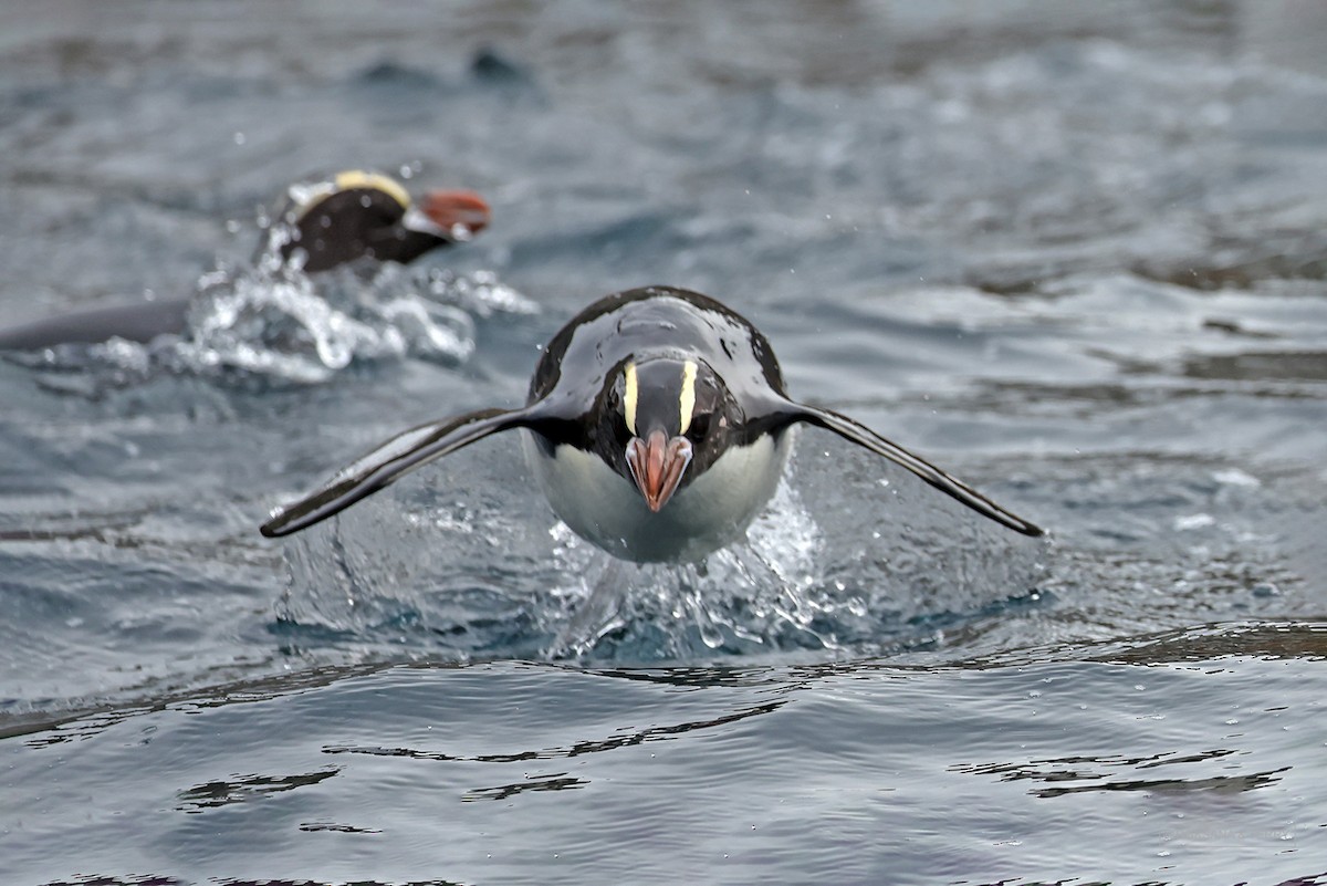 Erect-crested Penguin - ML614852503