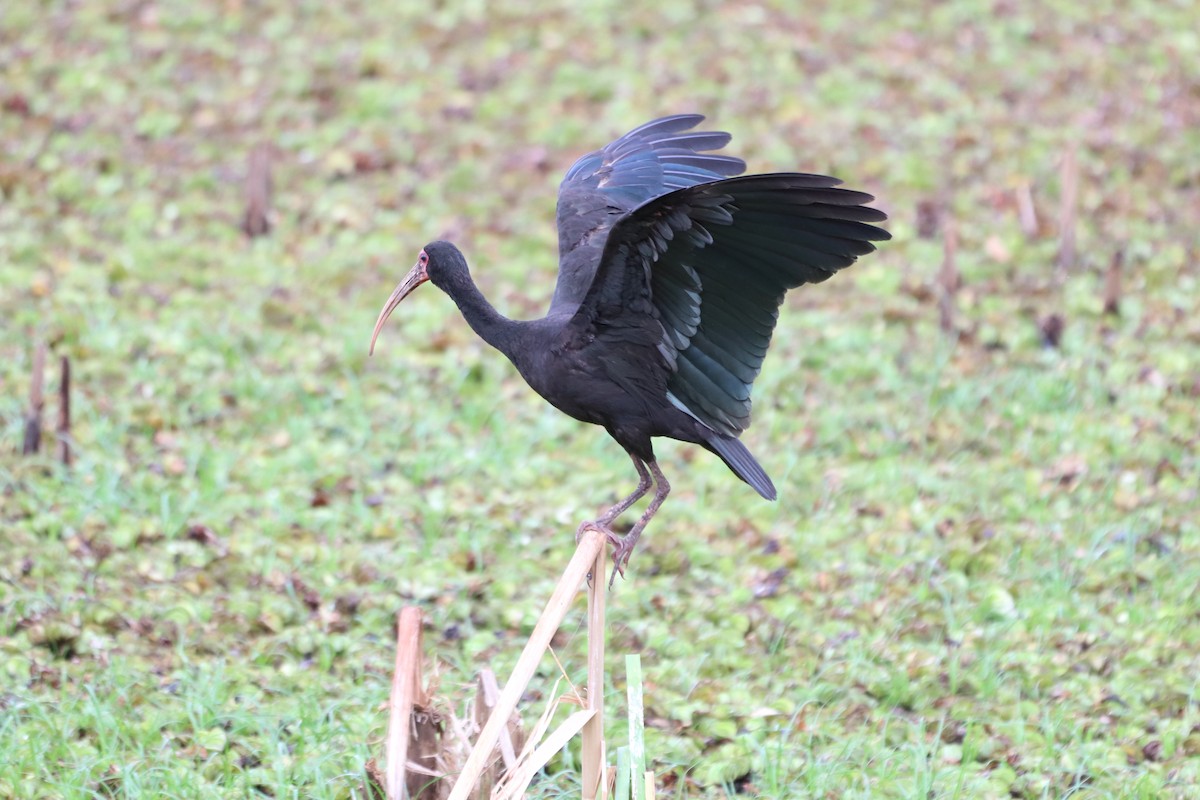 ibis tmavý - ML614852510