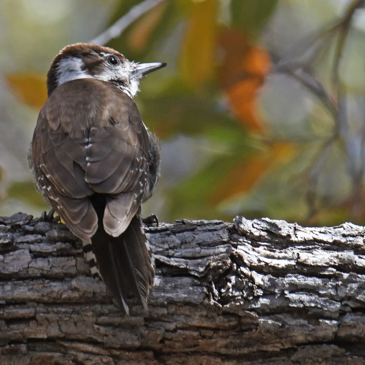 Arizona Woodpecker - ML614852514