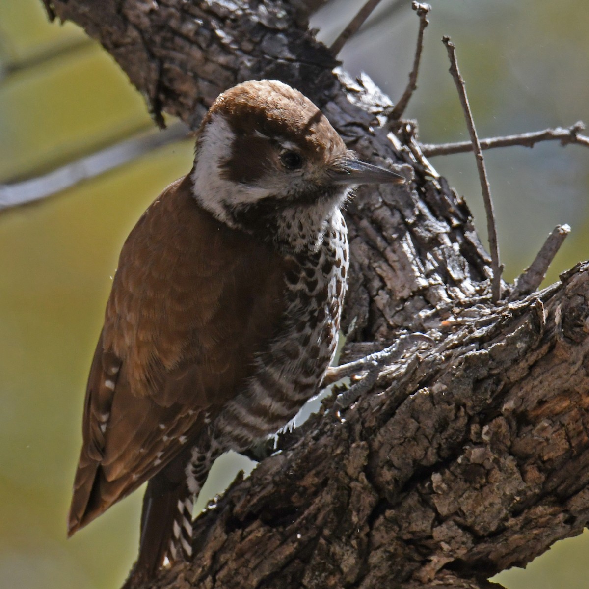 Arizona Woodpecker - ML614852517