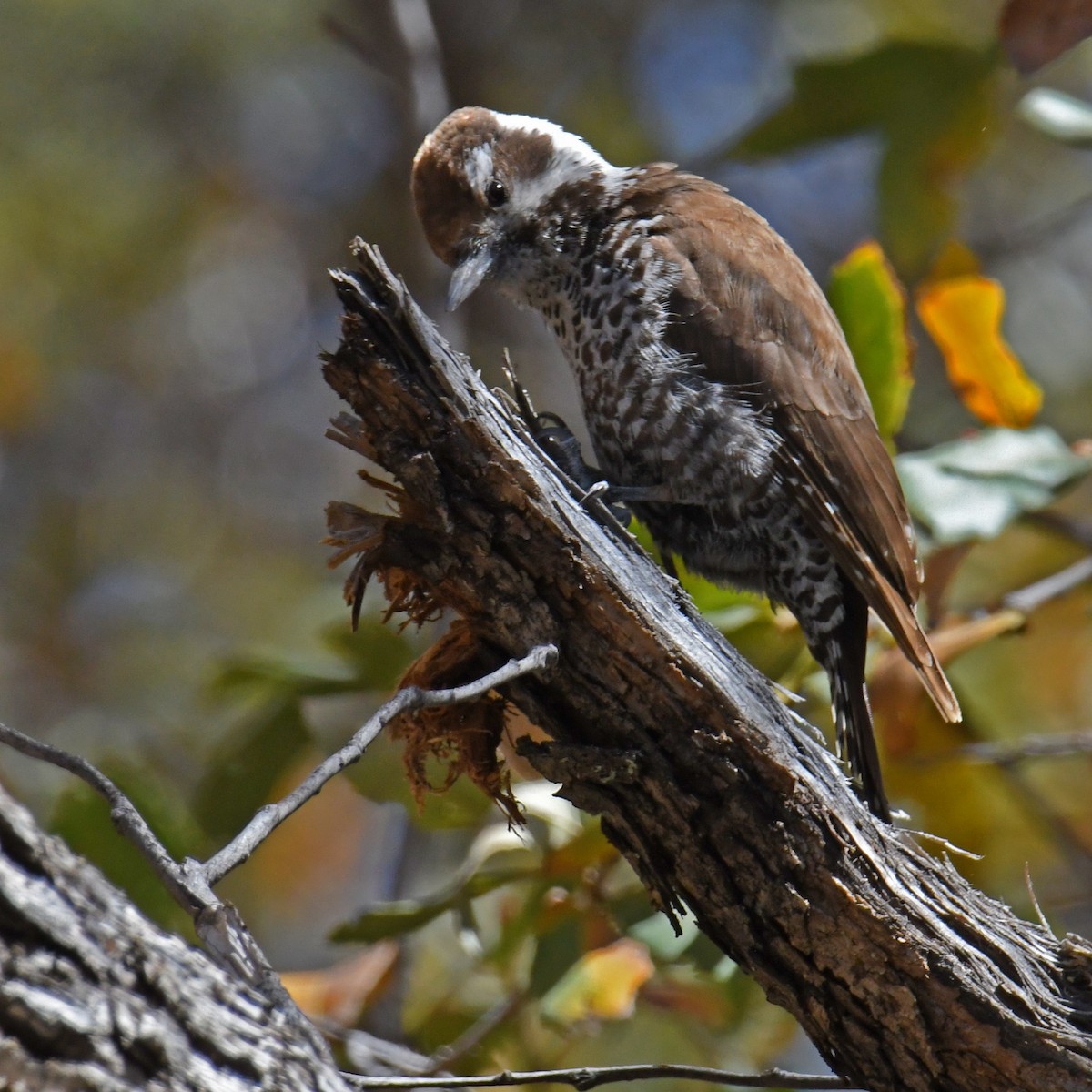 Arizona Woodpecker - ML614852518