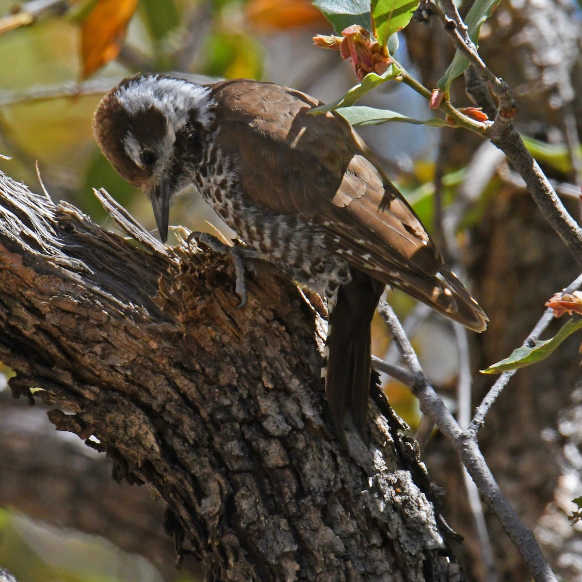 Arizona Woodpecker - ML614852519