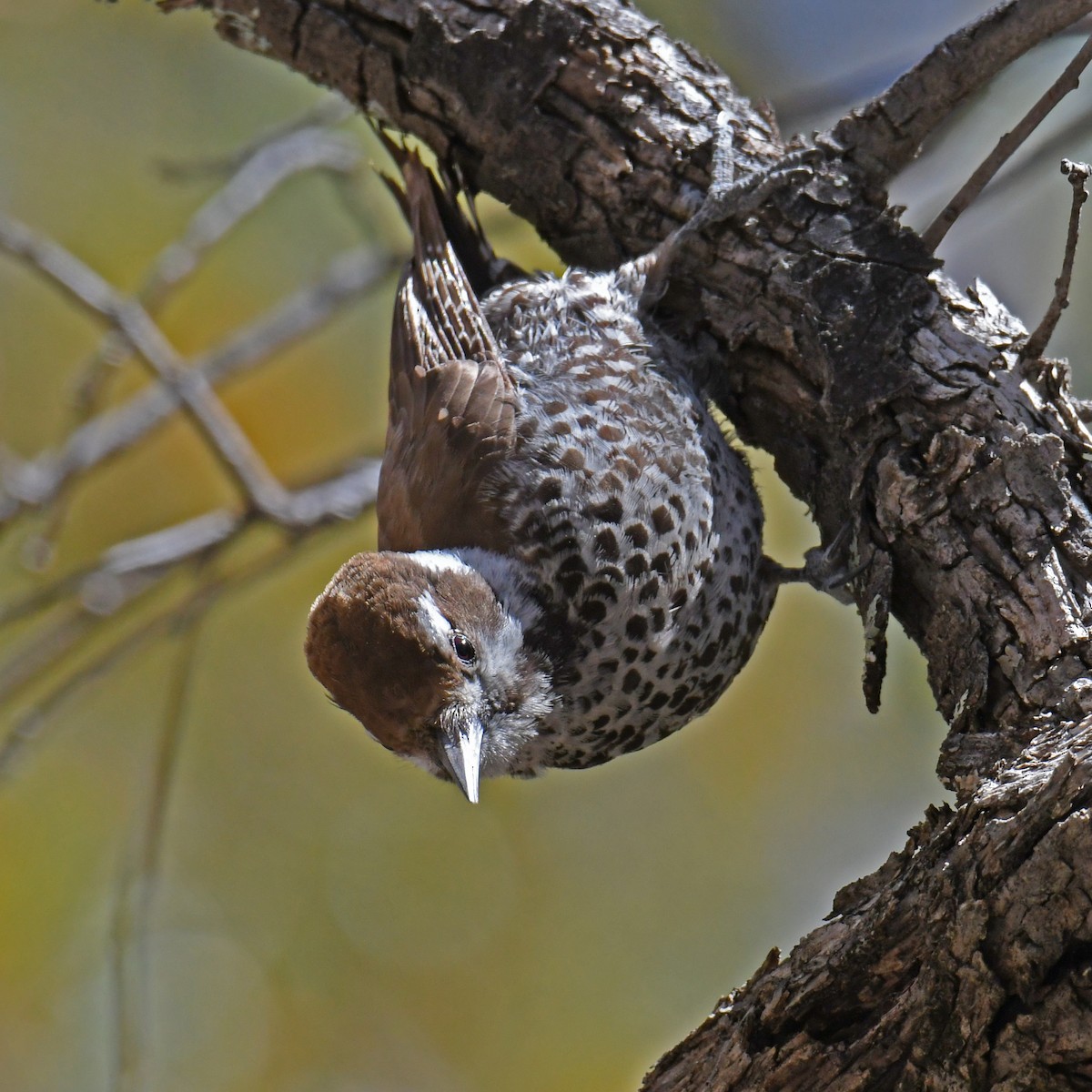 Arizona Woodpecker - ML614852520