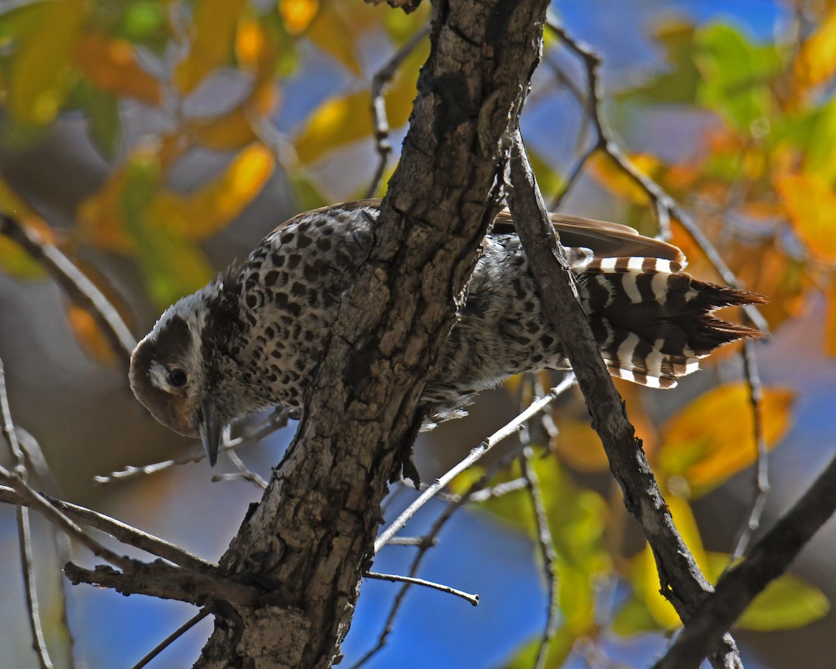 Arizona Woodpecker - ML614852521