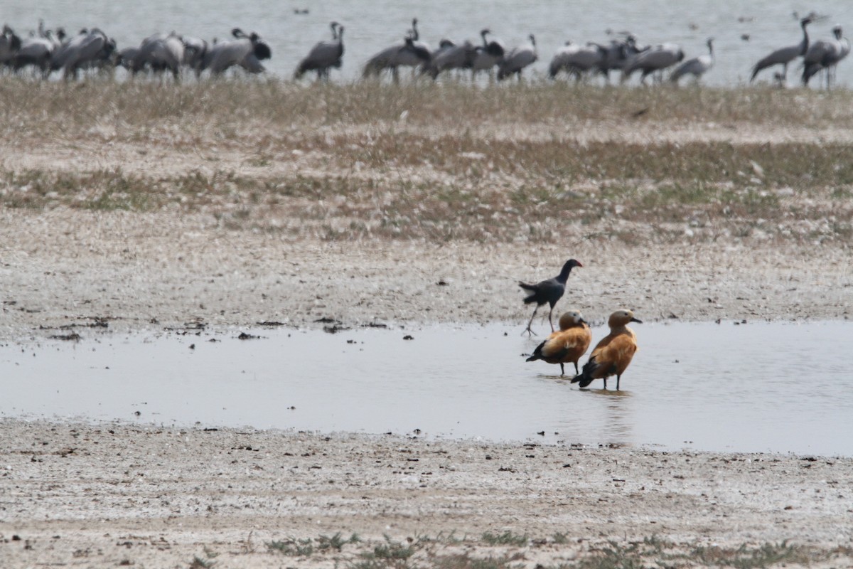 Ruddy Shelduck - ML614852527