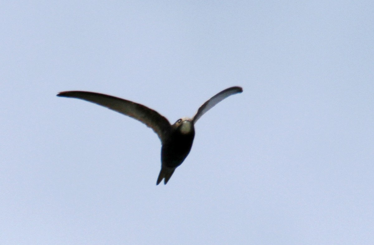 Common Swift - ML614852532