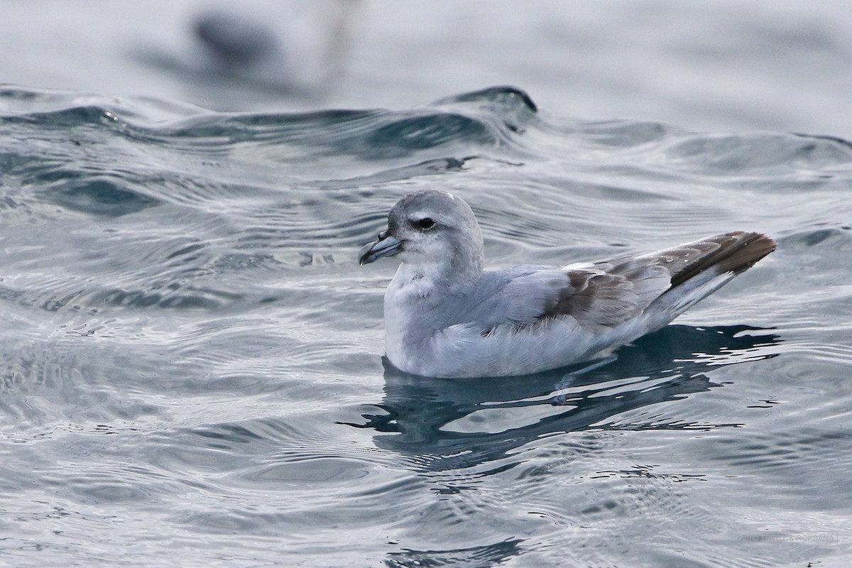 Fulmar Prion - ML614852558