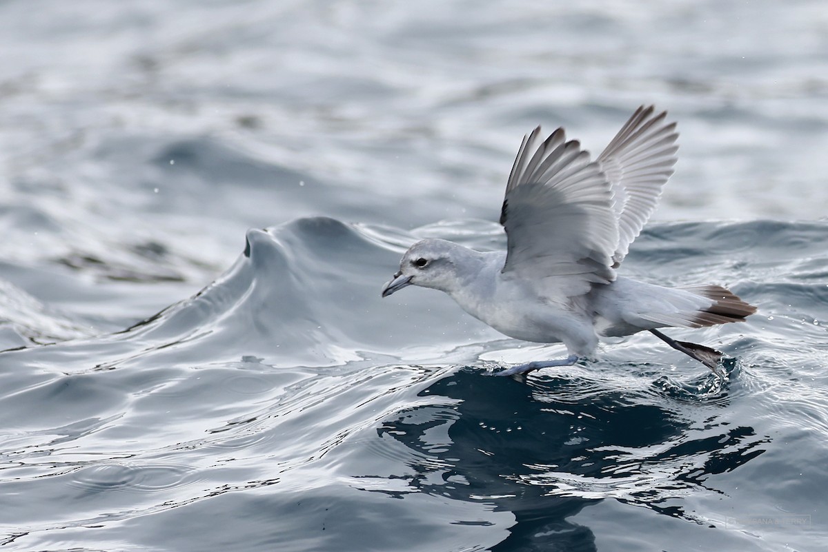 Fulmar Prion - Roksana and Terry