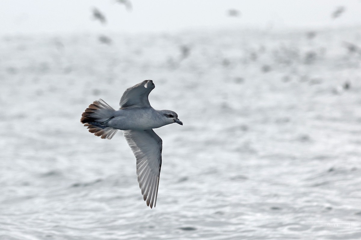 Fulmar Prion - ML614852566