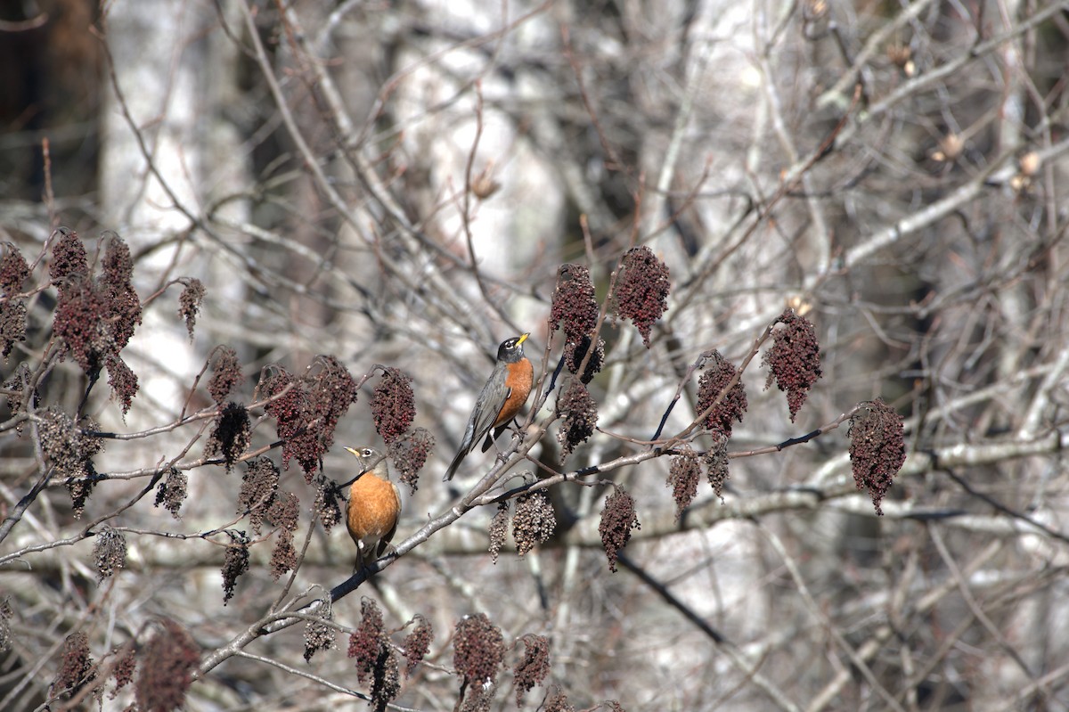 Странствующий дрозд - ML614852583