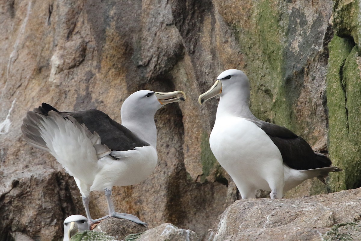 Salvin's Albatross - Roksana and Terry