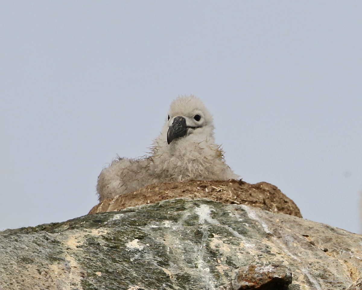 Salvin's Albatross - ML614852589