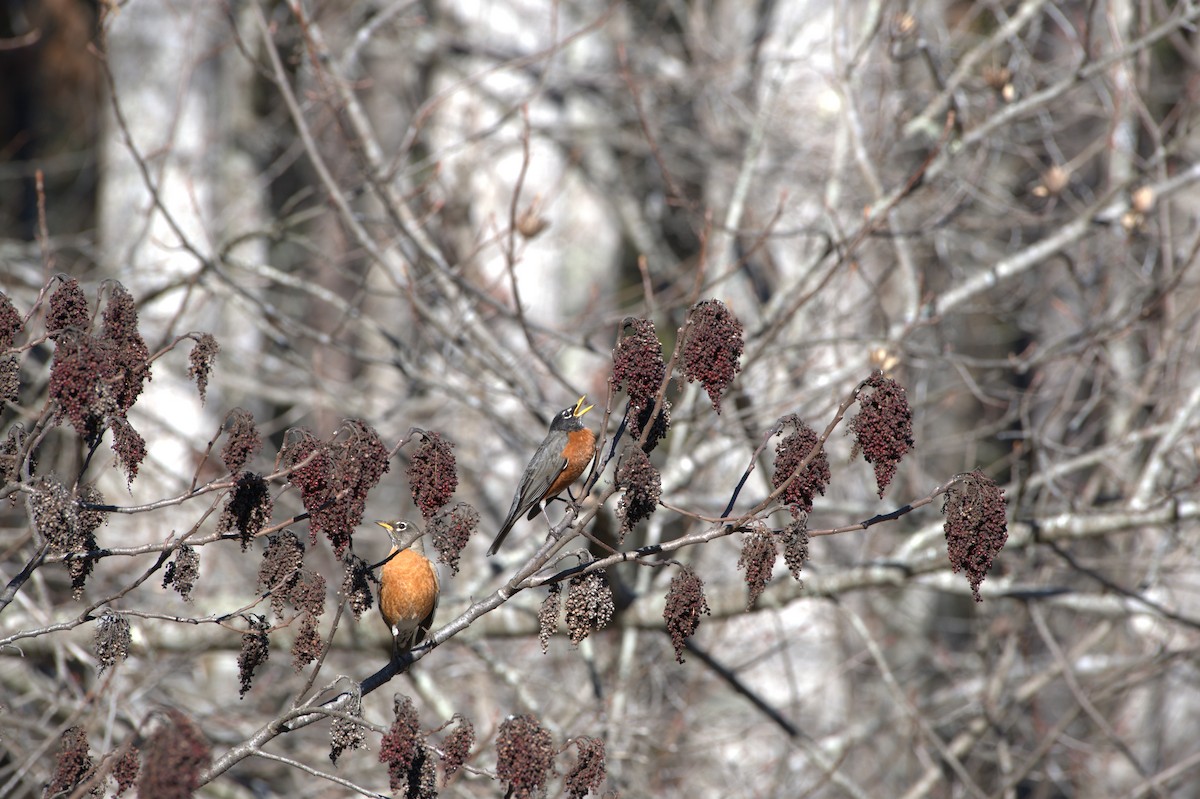 Странствующий дрозд - ML614852602