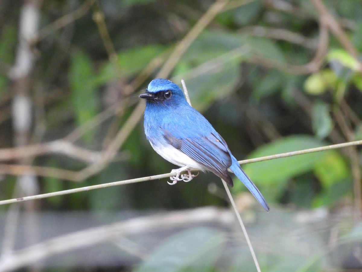 White-bellied Blue Flycatcher - ML614852609