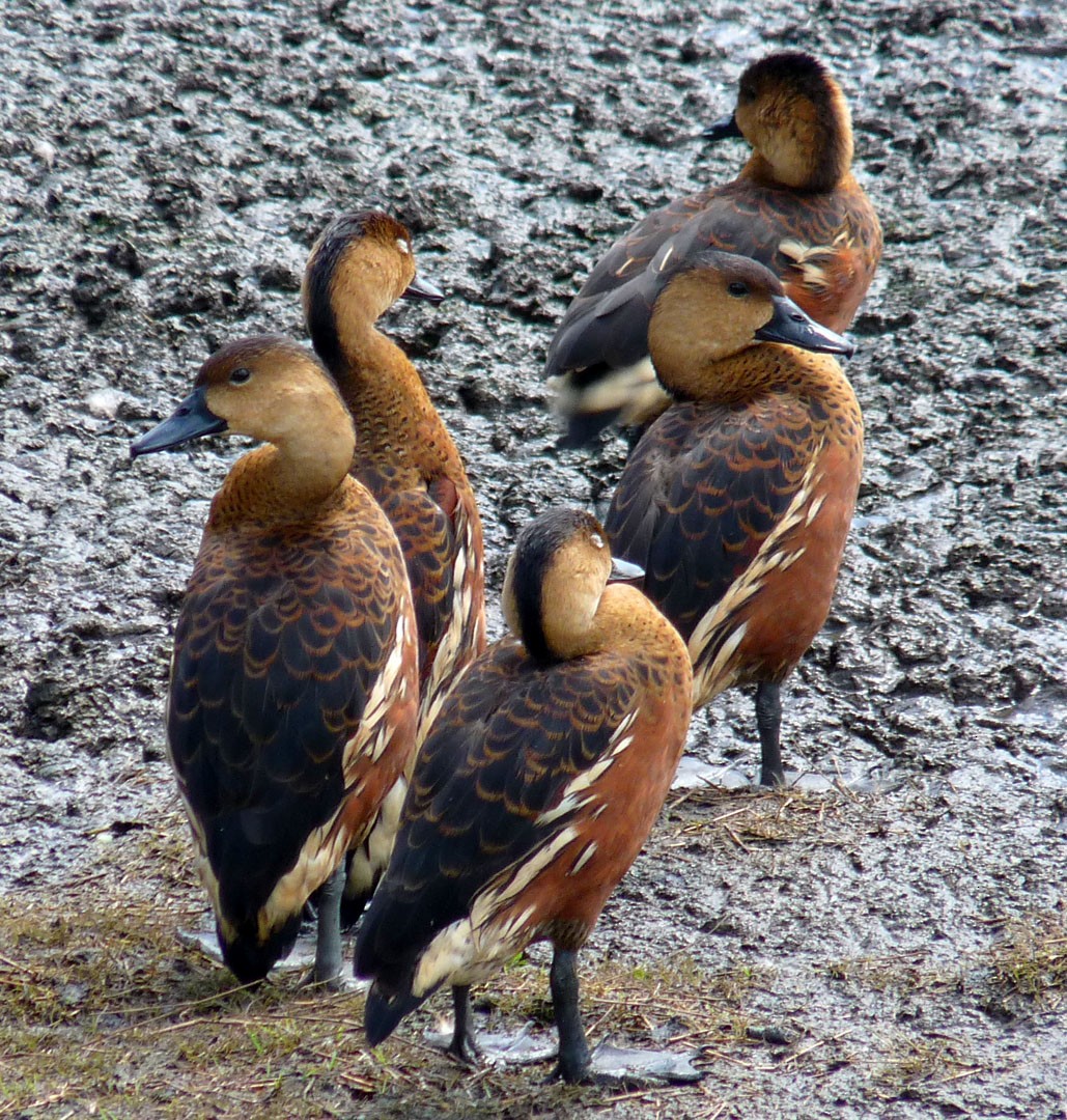 Wandering Whistling-Duck - Arden Anderson