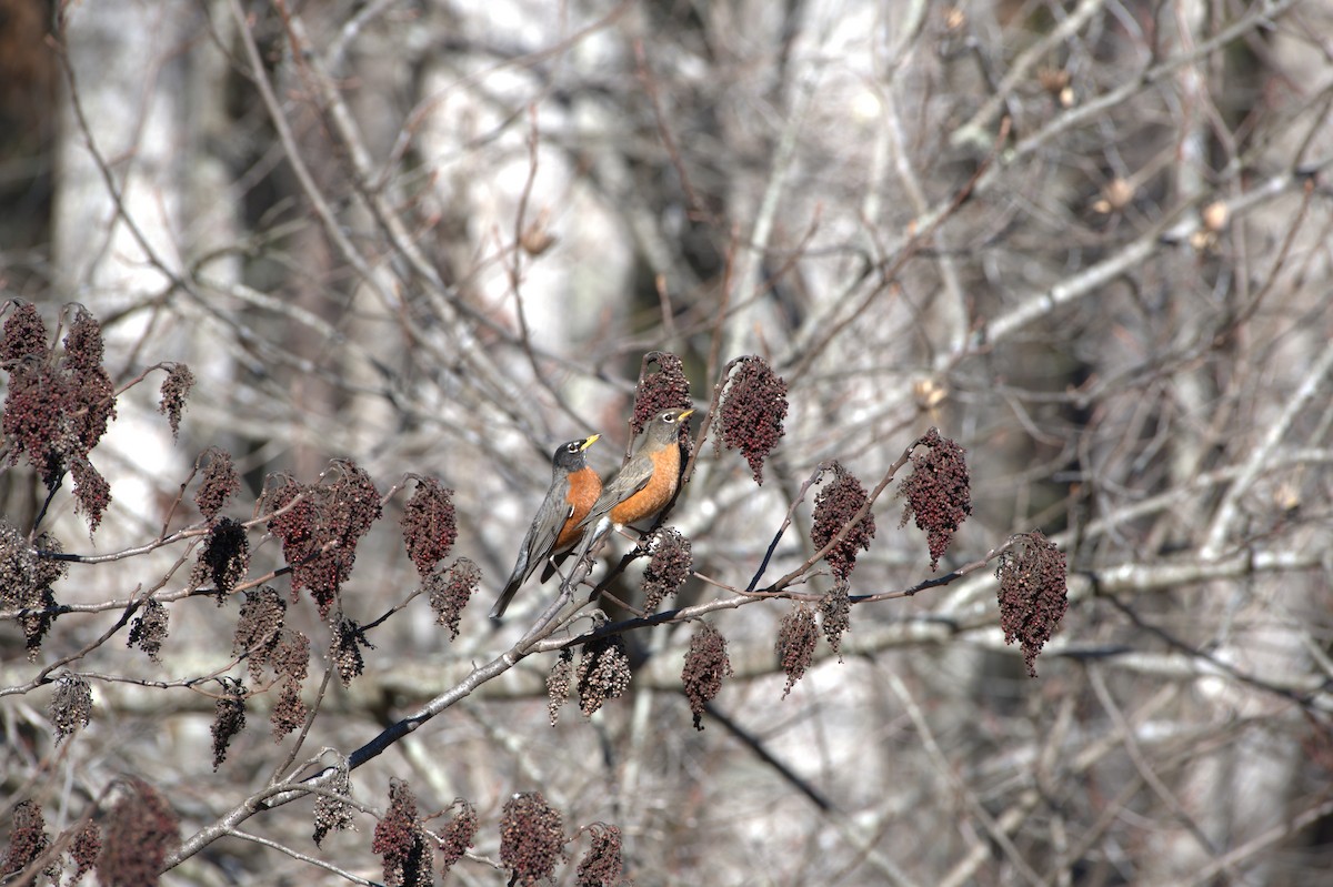 American Robin - ML614852706