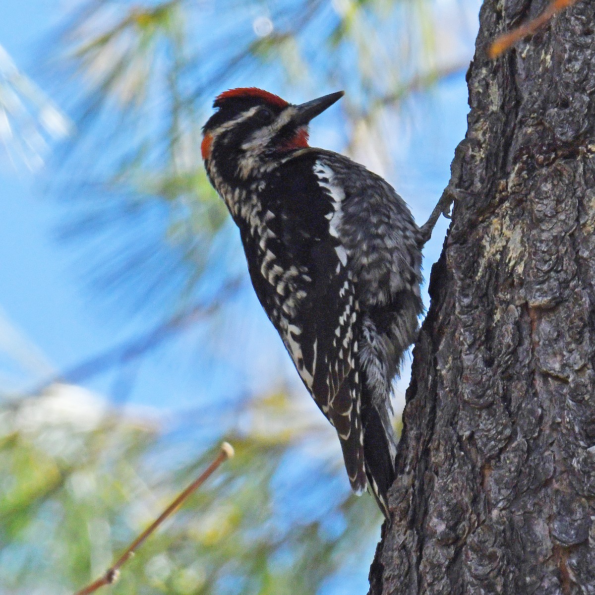 Red-naped Sapsucker - Laura  Wolf