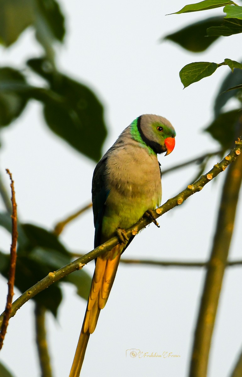 Malabar Parakeet - Franklein Pankiraj