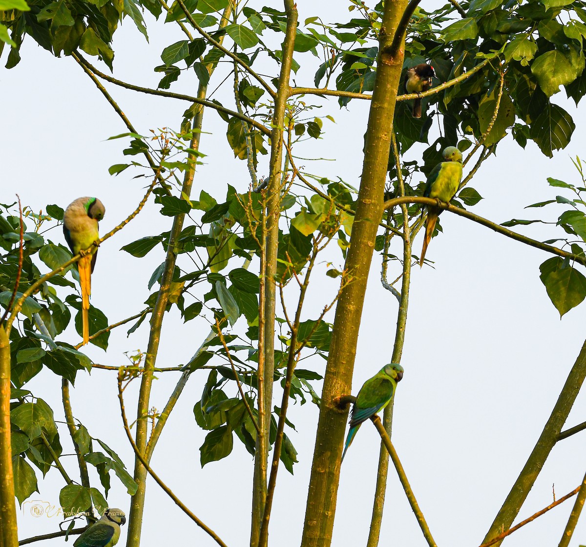 Malabar Parakeet - Franklein Pankiraj