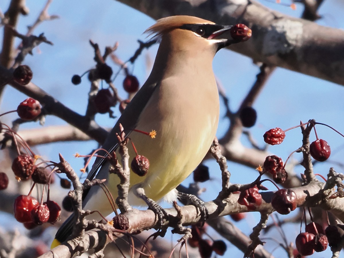 Cedar Waxwing - ML614852802