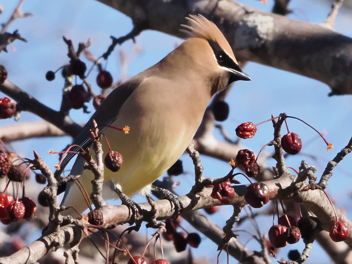 Cedar Waxwing - ML614852810