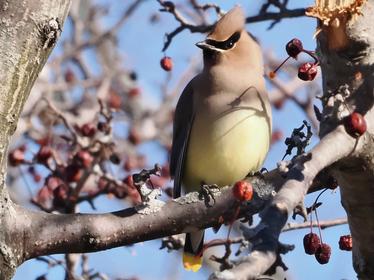 Cedar Waxwing - ML614852818